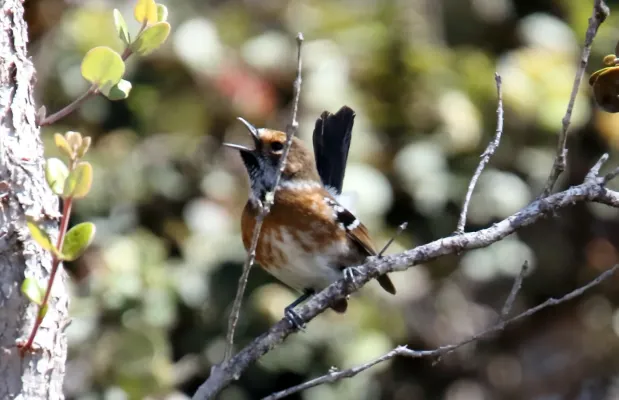 File:Hawaii Elepaio (Chasiempis sandwichensis) (26372854912).jpg