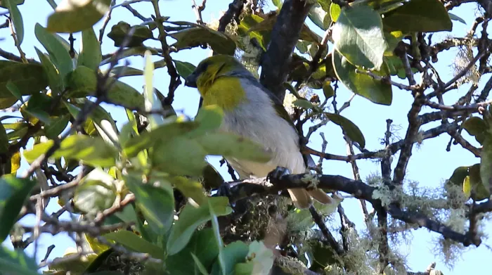 File:Palila (Loxioides bailleui) (26192264440).jpg