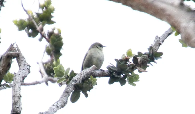 File:Hawaii Creeper (Loxops mana) (25862342473).jpg
