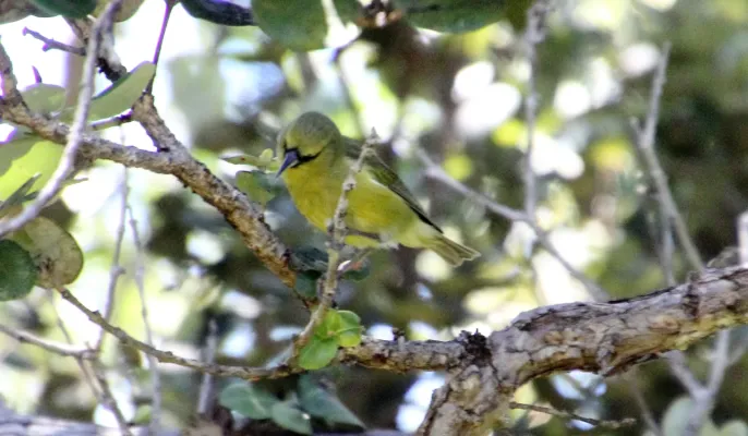 File:Hawaii Amakihi (Chlorodrepanis virens virens) (26399025491).jpg