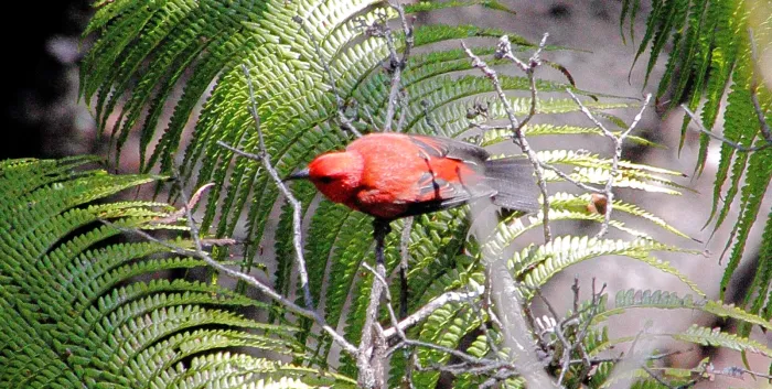 File:Apapane (Himatione sanguinea) (26192362200).jpg