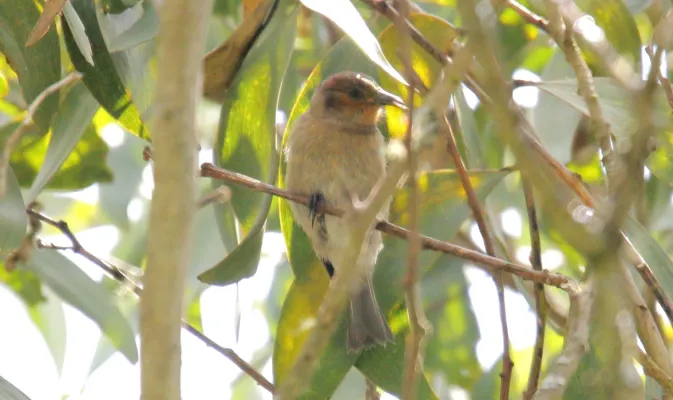File:Apapane (Himatione sanguinea) immature (26192352880).jpg