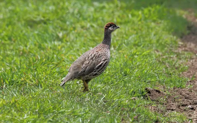 File:Erckel's Francolin (Pternistis erckelii) (26464827875).jpg
