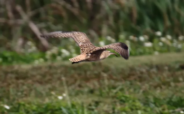 File:Bristle-thighed Curlew (Numenius tahitiensis) (25859956134).jpg