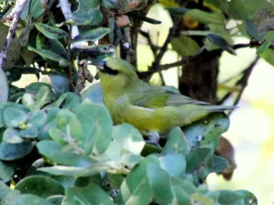 File:Hawaii Amakihi (Chlorodrepanis virens virens) (26399032591).jpg