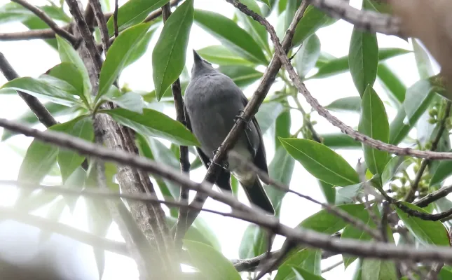 File:Hawiian Thursh - Omao (Myadestes obscurus) (26192297570).jpg