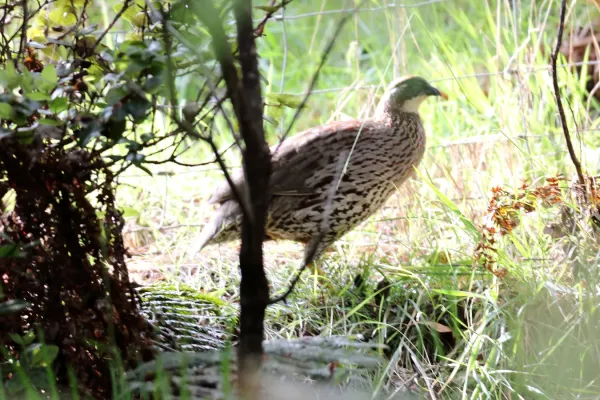 File:Erckel's Francolin (Pternistis erckelii) (2) (26398659471).jpg
