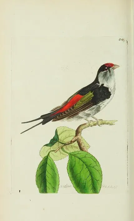 File:Ilicura militaris The naturalist's Miscellany vol 20 1809.jpg