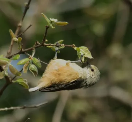 File:African Penduline-Tit (Anthoscopus caroli).jpg
