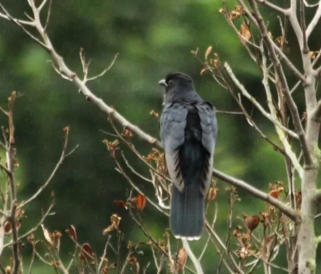 File:Black Cuckoo (Cuculus clamosus).jpg