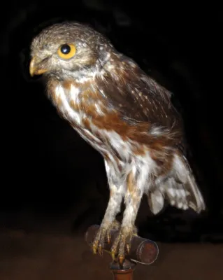 File:Strigidae - Glaucidium minutissimum.JPG