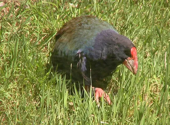 File:Porphyrio mantelli (Takahe).jpg