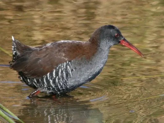 File:African Rail (Rallus caerulescens).jpg