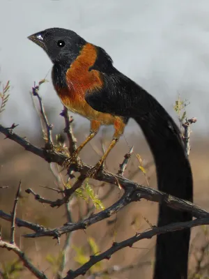 File:Viduidae - Vidua orientalis.JPG