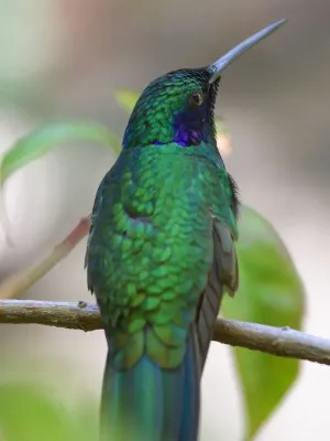 File:Green Violetear (Colibri thalassinus).jpg