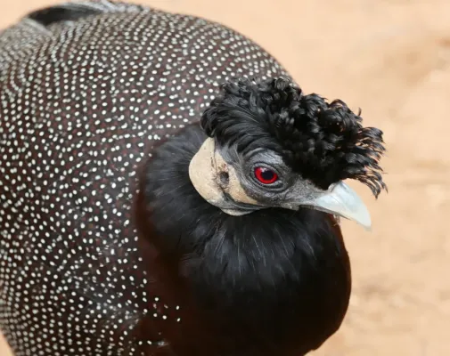 File:Crested Guineafowl (Guttera edouardi) (30199966351).jpg