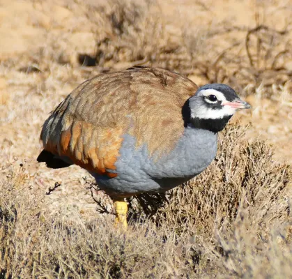 File:Blue Korhaan (Eupodotis caerulescens) male.jpg