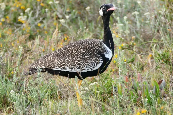 File:Southern Black Korhaan (Afrotis afra) male (30270325416).jpg