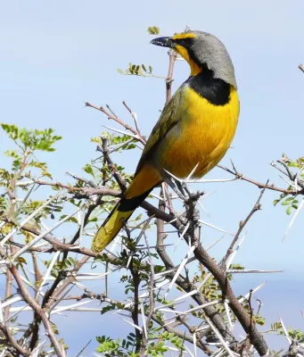 File:Bokmakierie Bushshrike (Telophorus zeylonus) (30217598381).jpg