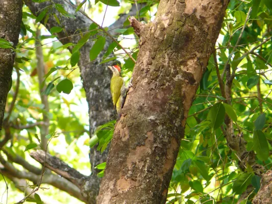 File:Scaly-bellied Woodpecker - Picus squamatus - Apr07 368.jpg