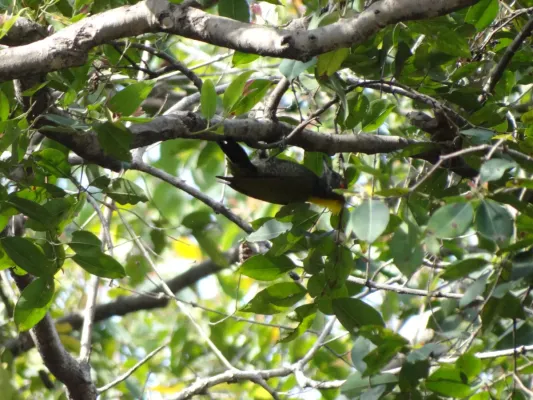 File:Lesser Yellownape - Picus chlorolophus DSC01195.jpg
