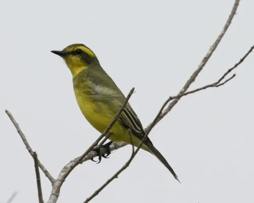 File:Satrapa icterophrys -Argentina-8.jpg