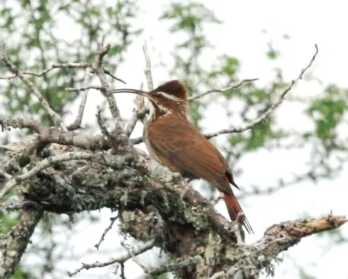 File:Drymornis bridgesii -Argentina-8.jpg