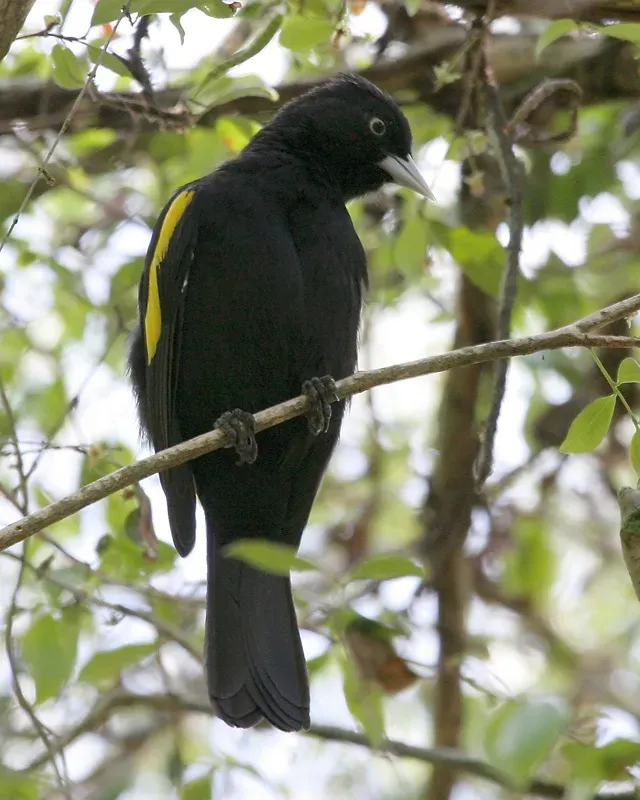 File:Cacicus chrysopterus -Argentina-8.jpg