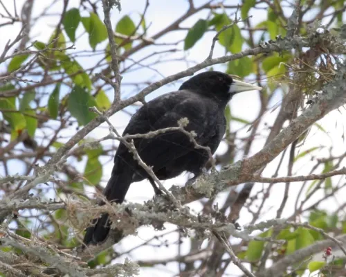 File:Cacicus solitarius -Argentina-8.jpg