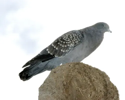 File:Patagioenas maculosa -Argentina-8.jpg