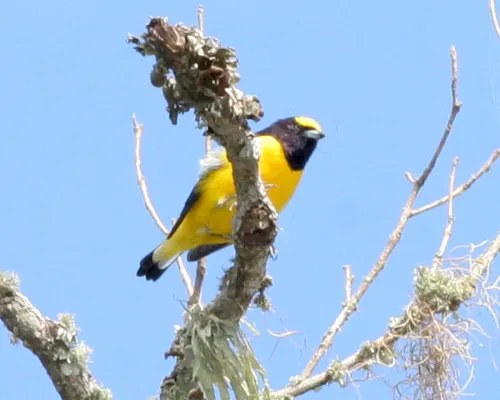 File:Euphonia chlorotica -Argentina-6.jpg
