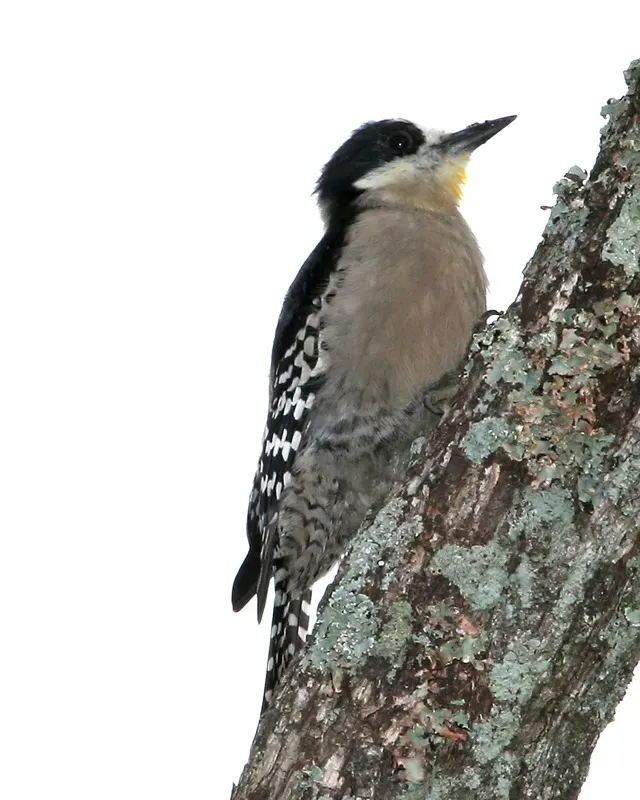 File:Melanerpes cactorum -Argentina-8.jpg