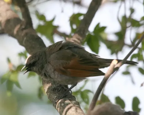File:Agelaioides badius -Buenos Aires -Argentina-8.jpg