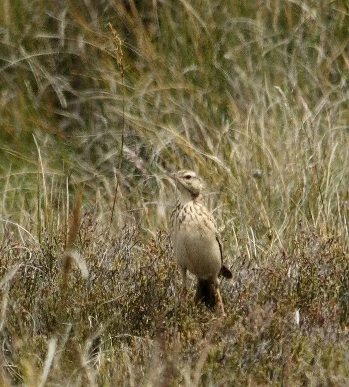 File:Mountain Pipit (Anthus hoeschi).jpg
