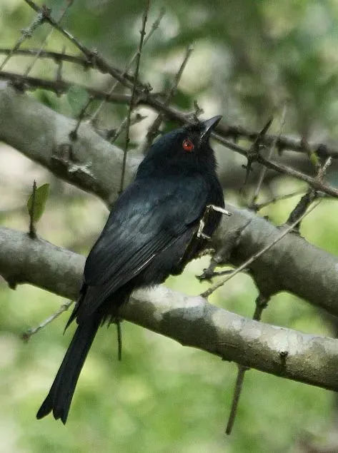 File:Square-tailed Drongo (Dicrurus ludwigii).jpg