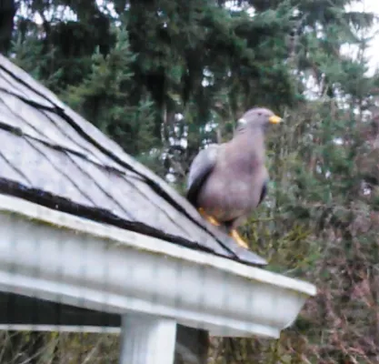 File:Band-tailed Pigeon (Patagioenas fasciata) on my roof - Flickr - brewbooks.jpg