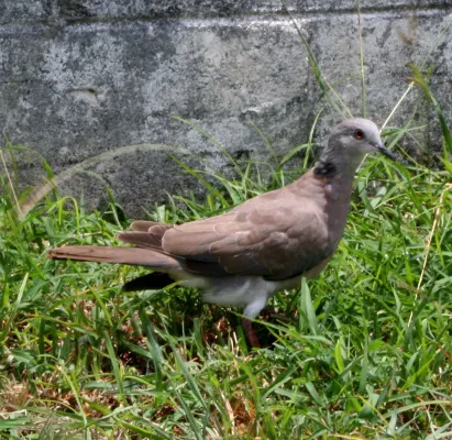 File:Streptopelia dusumieri, feral, Saipan.jpg