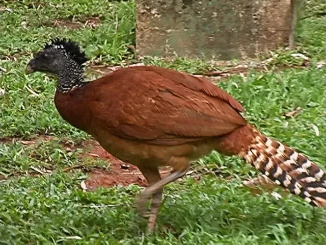 File:Crax rubra (Great Curassow) - female.jpg