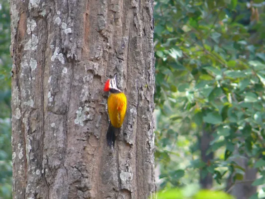 File:Himalayan Goldenback - Dinopium shorii P1030146.jpg
