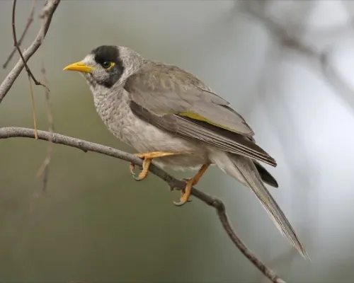 File:Noisy Miner (Manorina melanocephala).jpg