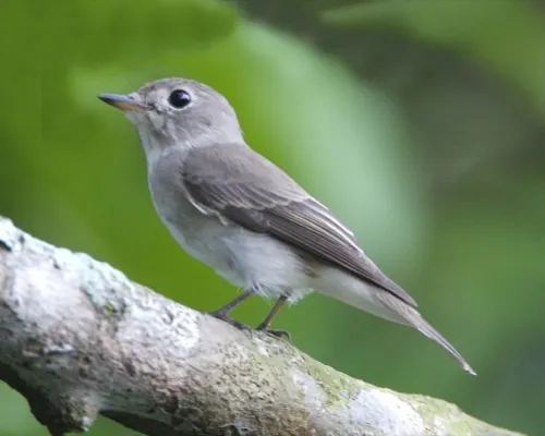 File:Asian Brown Flycatcher - Muscicapa dauurica.jpg