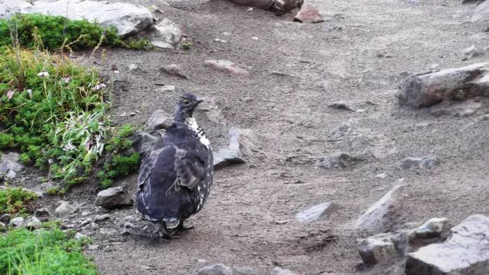 File:Sooty Grouse (Dendragapus fuliginosus) - Flickr - brewbooks.jpg
