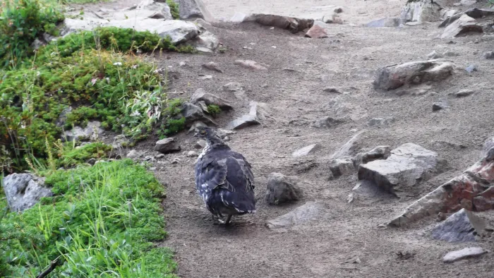 File:Sooty Grouse (Dendragapus fuliginosus) - Flickr - brewbooks (1).jpg