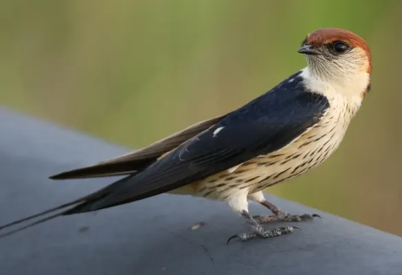 File:Greater Striped Swallow, Hirundo cucullata (syn. Cecropis cucullata), at Marievale Nature Reserve, Gauteng, South Africa (30419723721).jpg