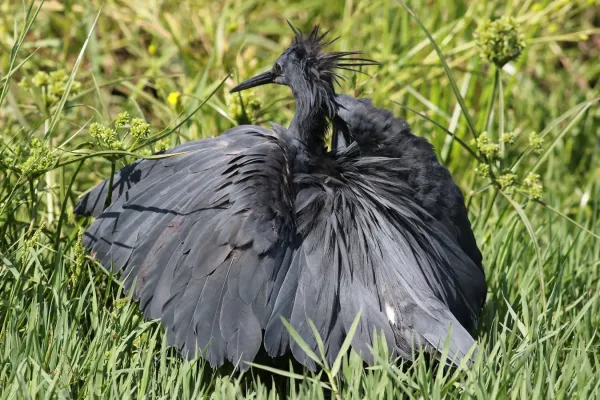 File:Black heron, Egretta ardesiaca, at Marievale Nature Reserve, Gauteng, South Africa (30452732065).jpg
