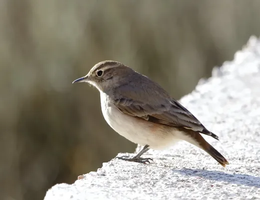 File:Geositta rufipennis - Rufous-banded miner.jpg