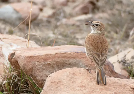 File:Eastern Long-billed Lark (Certhilauda semitorquata) calling ... (30544868485).jpg