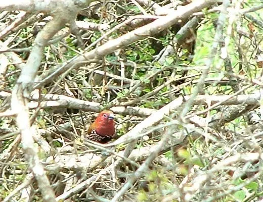 File:Male Pink-throated Twinspot (Hypargos margaritatus).jpg