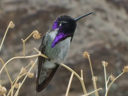 File:Calypte costae-2.jpg