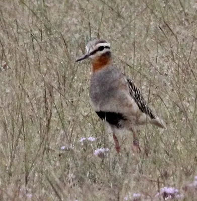 File:Tawny-throated Dotterel Oreopholus ruficollis) (15336764294) (cropped).jpg